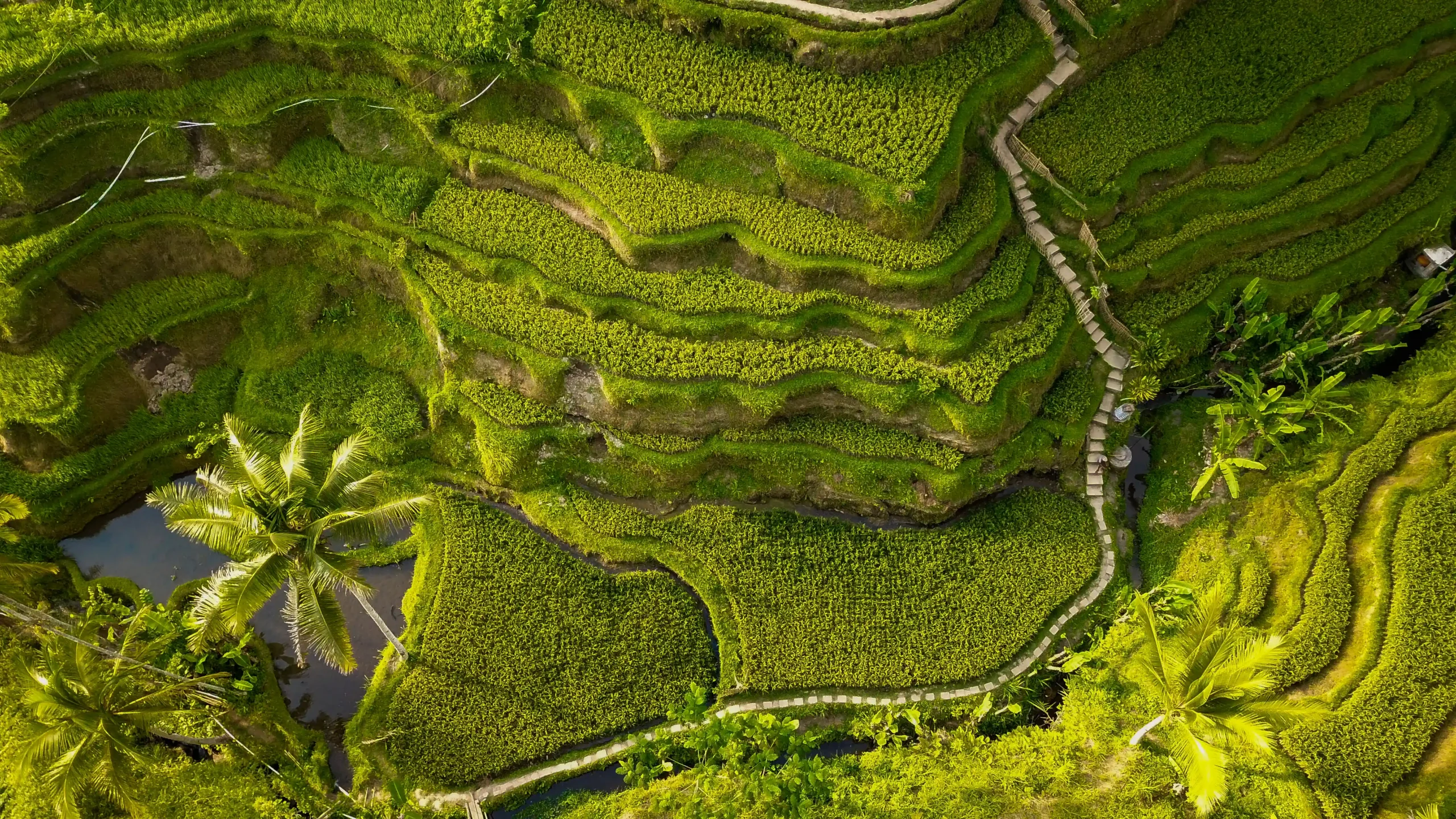 beautiful-view-tegalalang-rice-field-located-ubud-bali-indonesia